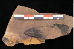 Foto (Detailsansicht) von Quercus palaeoilex Ettingshausen (NHMW-GEO-2024-0188-0893)